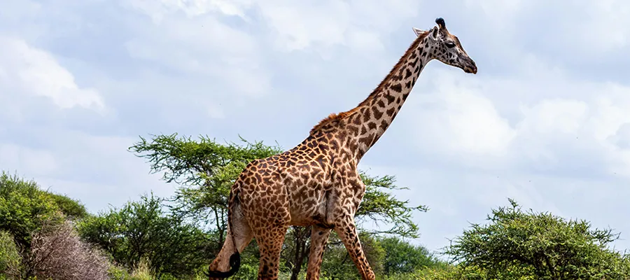 kenya_3